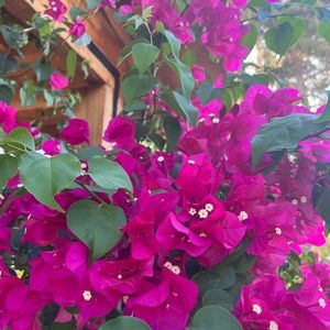 Meet your Posher, Jasmina